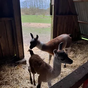 Farm Farm stay